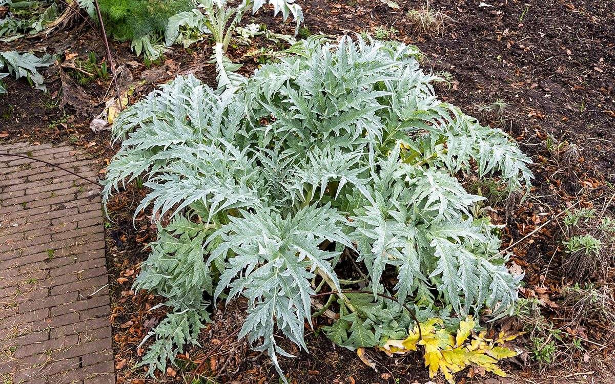 Pied d'artichaut au feuillage argenté en février, sur une terre couverte de feuilles mortes, dans les jardins de Kew