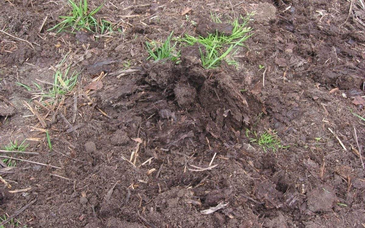 Fumier de cheval vieux d'un an étalé sur la terre d'une planche de jardin
