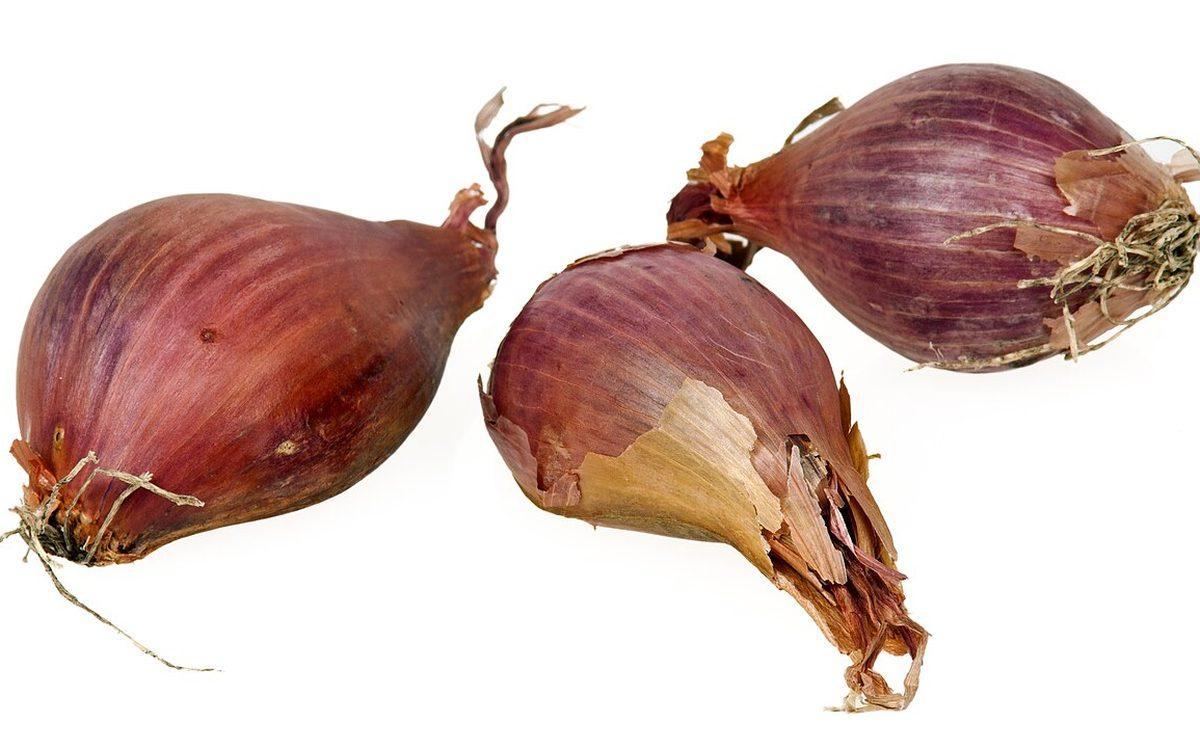 Trois bulbes d'échalote rose à tunique cuivrée, prêts à être plantés