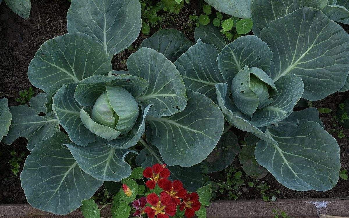 Choux cabus vert bleuté en train de pommer dans une planche de potager, avec des capucines rouges au premier plan