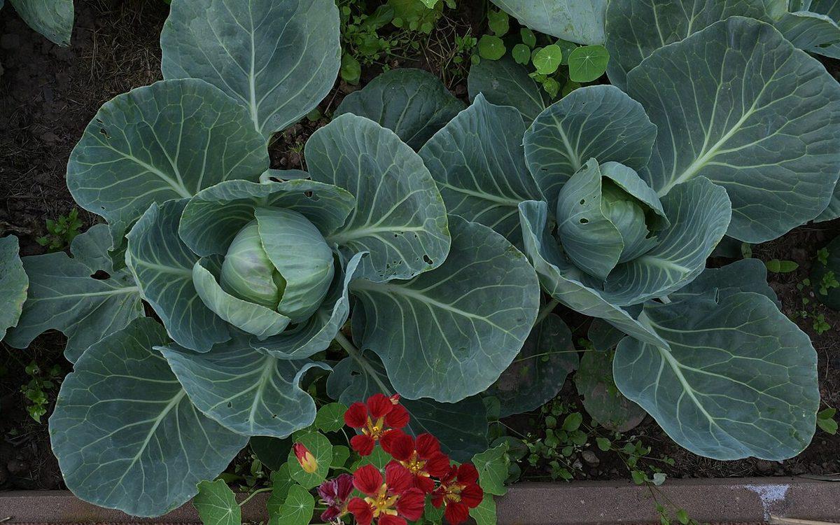 Choux cabus vert bleuté en train de pommer dans une planche de potager, avec des capucines rouges au premier plan