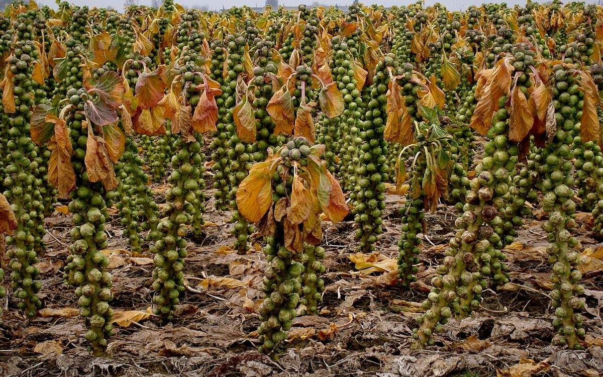 Champ de choux de Bruxelles à la fin de l'hiver dans le Nord, tiges couvertes de pommes jusqu'au bouquet de feuilles jaunies