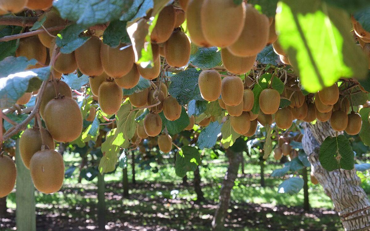 Kiwis verts presque prêts à être récoltés, suspendus sous la liane dans un verger