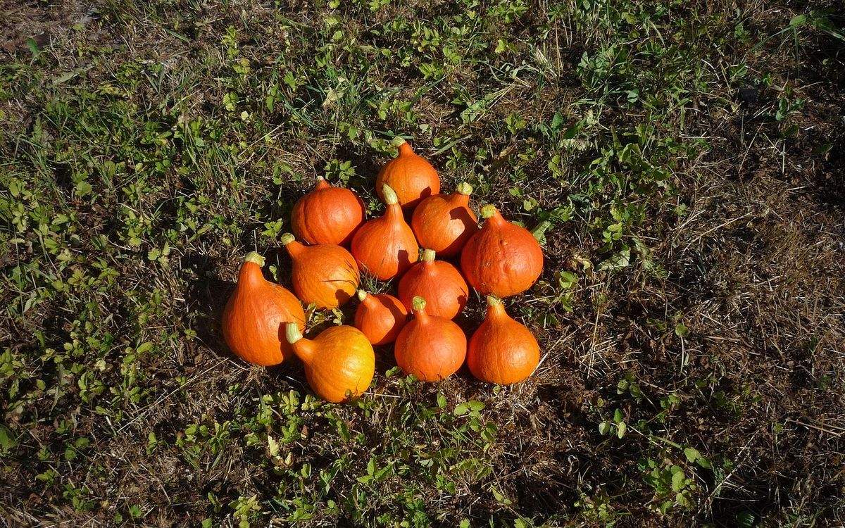 Une douzaine de potimarrons orange fraîchement récoltés, posés au soleil sur l'herbe pour sécher