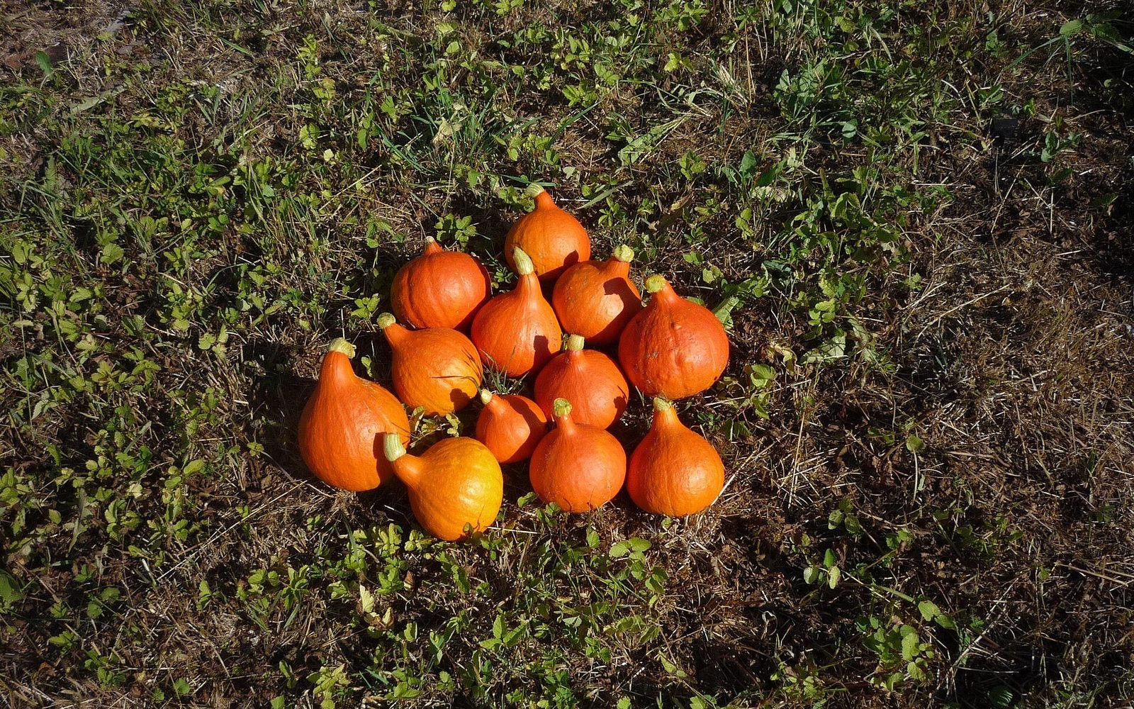 Une douzaine de potimarrons orange fraîchement récoltés, posés au soleil sur l'herbe pour sécher