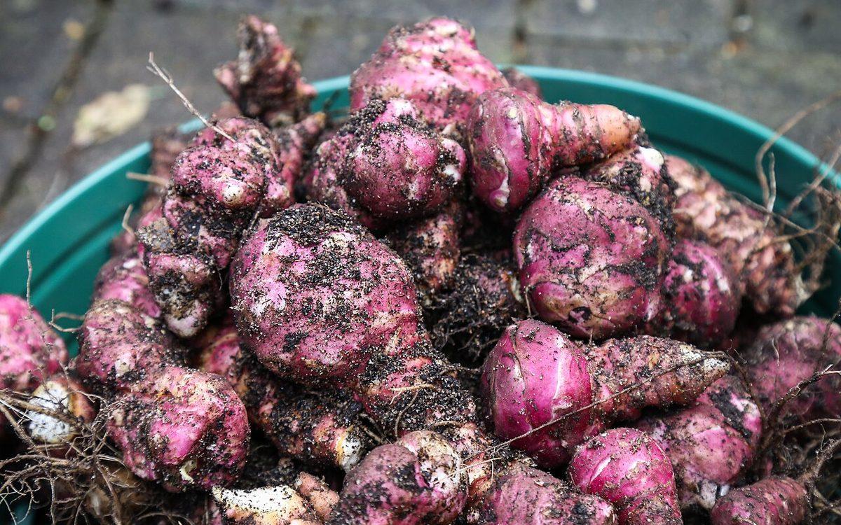Topinambours à peau rose fraîchement arrachés, encore couverts de terre, dans une bassine verte