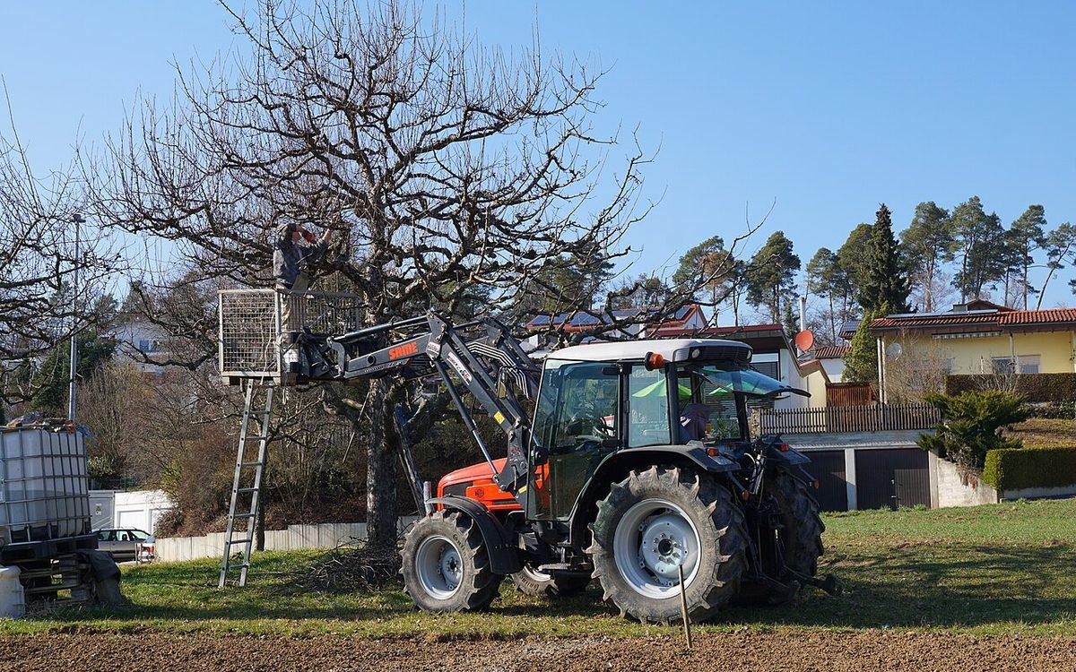 Taille d'hiver d'un grand arbre sans feuilles dans un pré, depuis une nacelle levée par un tracteur
