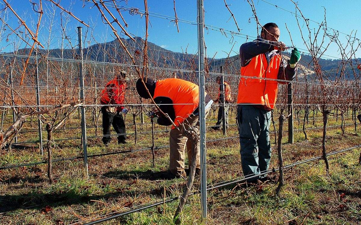 Vignerons en gilet orange taillant des rangs de vigne sans feuilles par une matinée d'hiver ensoleillée