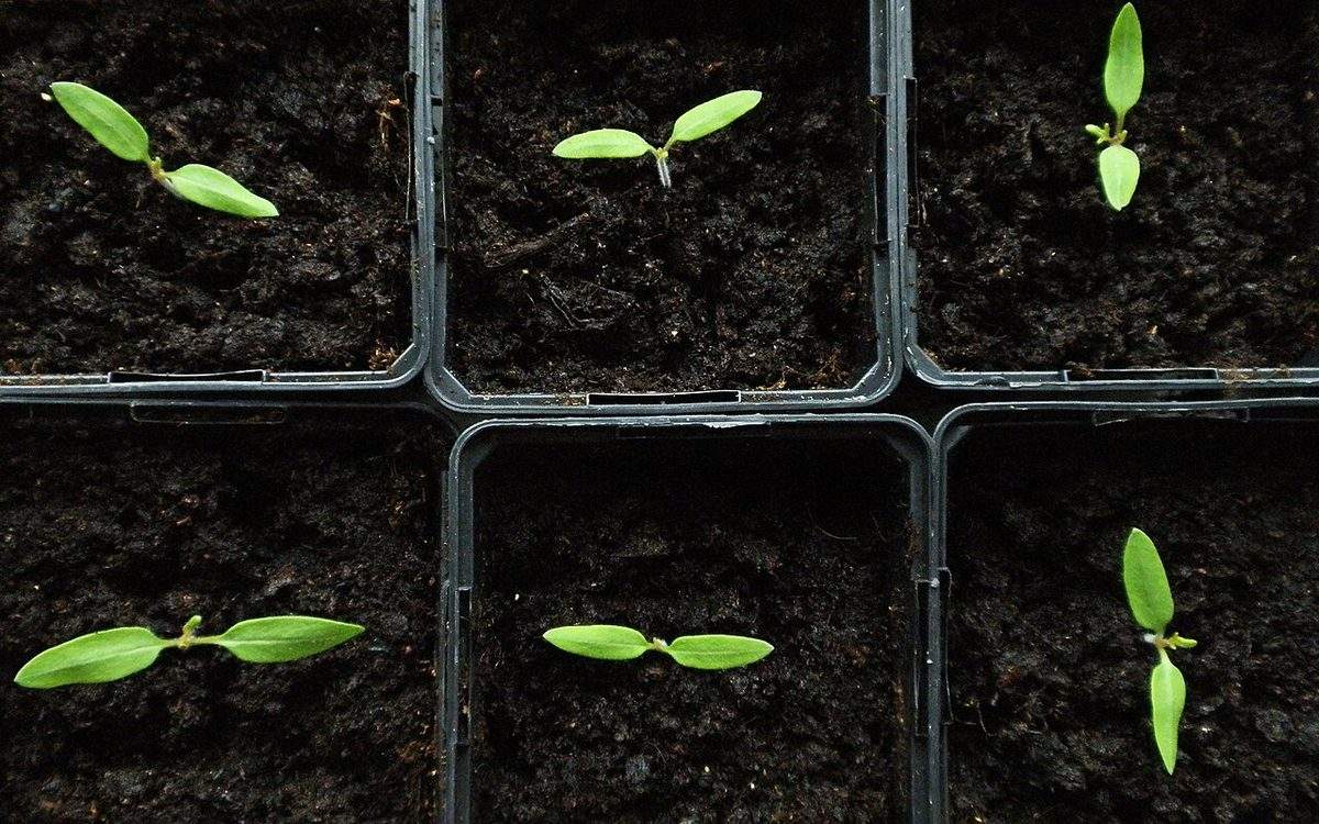Jeunes plants de tomates au stade des cotylédons dans des godets de terreau
