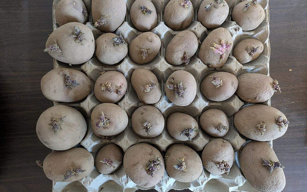 Pommes de terre de semence en prégermination dans une boîte à œufs, germes courts et violets