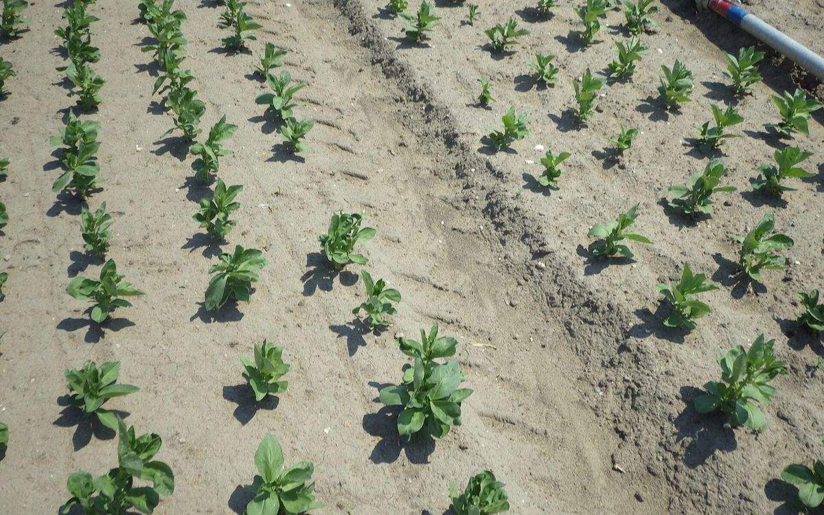 Jeunes plants de fèves alignés en rangs sur une terre claire et sèche