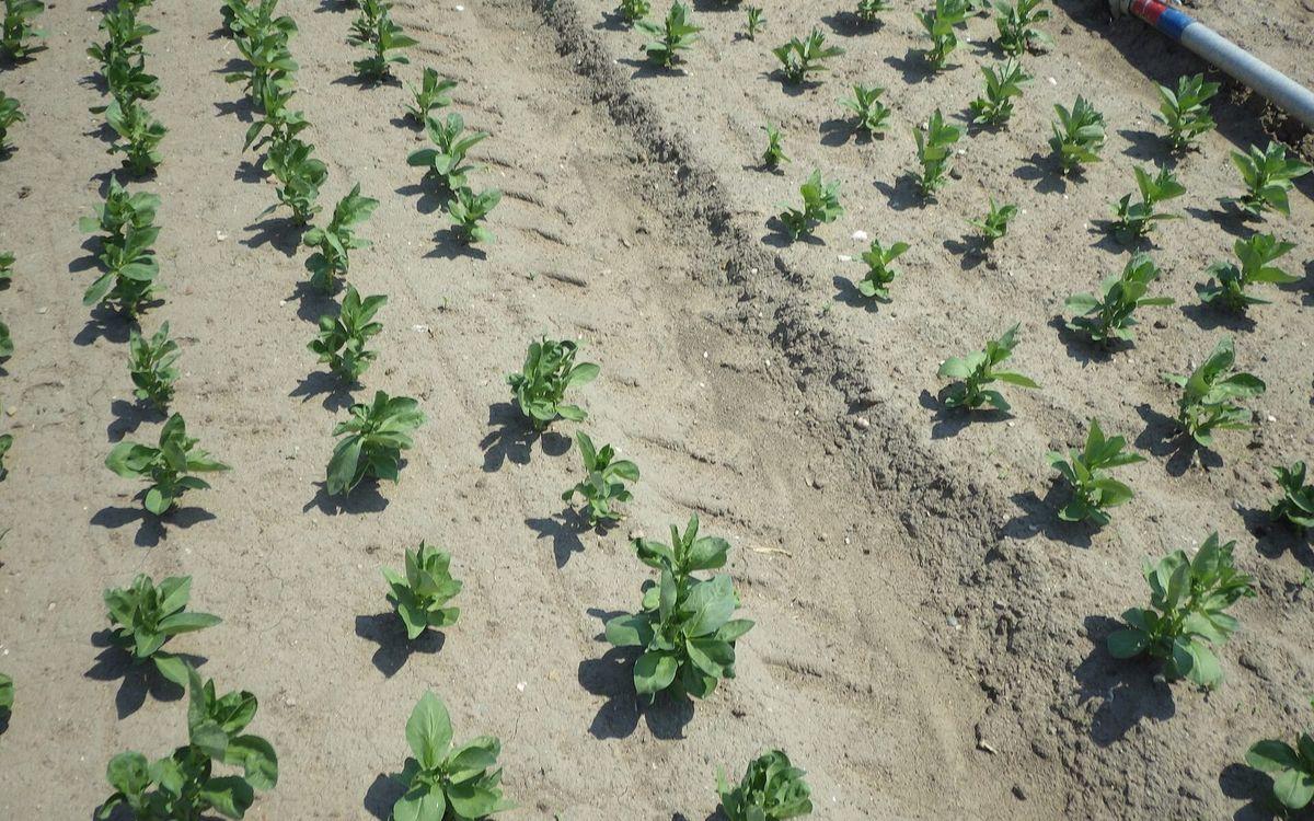 Jeunes plants de fèves alignés en rangs sur une terre claire et sèche