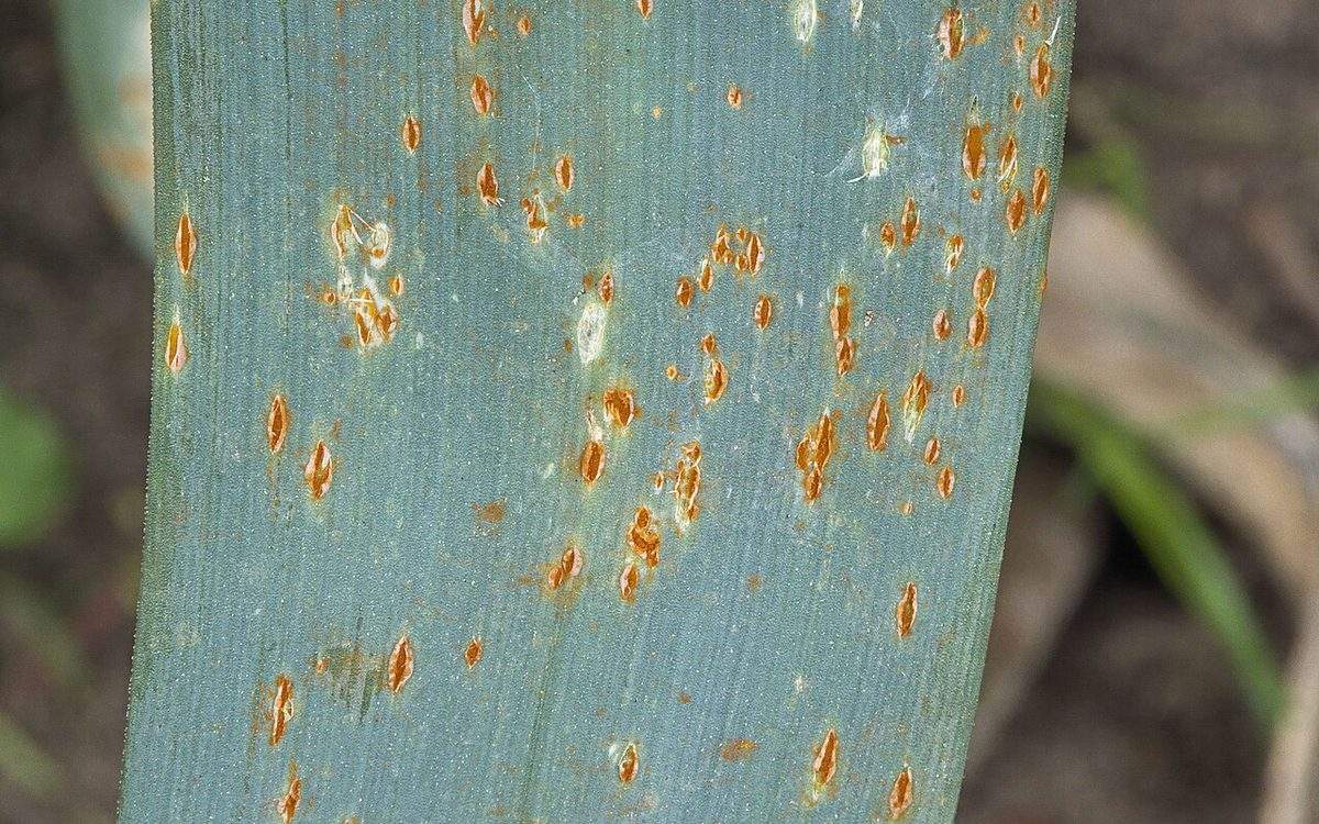Feuille de poireau couverte de pustules orange de rouille, en gros plan