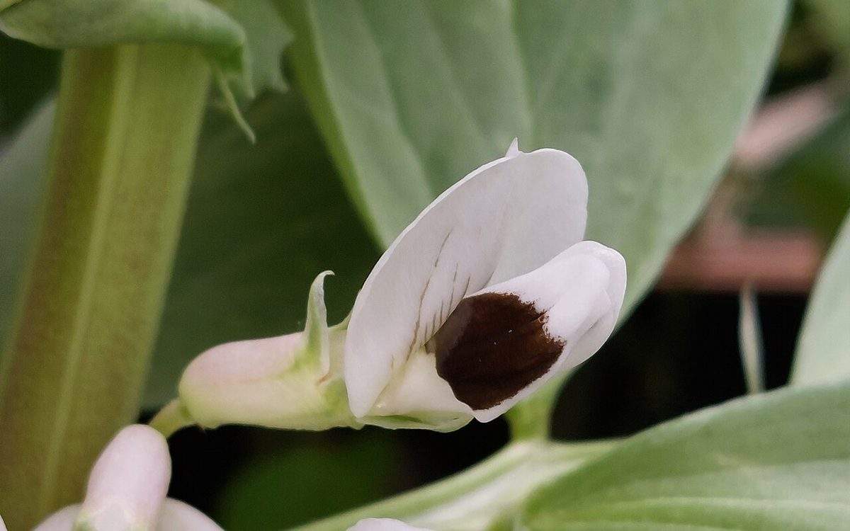 Fleur de fève blanche marquée d'une tache brun noir, entre les feuilles vert glauque de Vicia faba