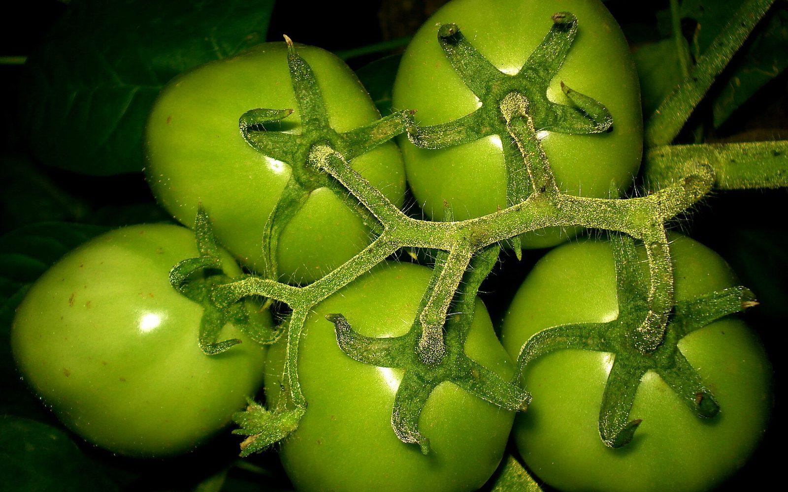 Grappe de tomates encore vertes sur le pied en fin de saison