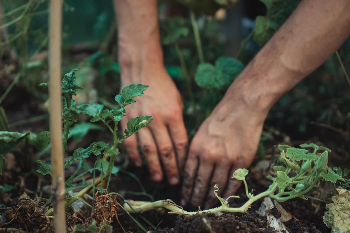 Mains plantant un jeune plant de tomate en pleine terre