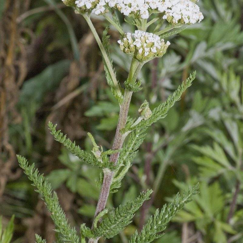 Achillée millefeuille (Achillea millefolium)