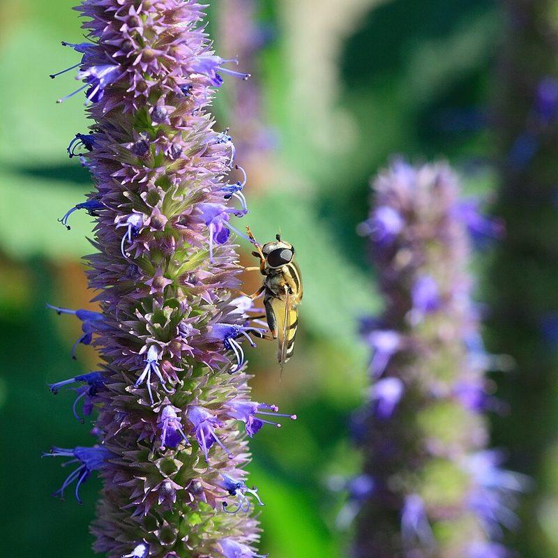 Agastache