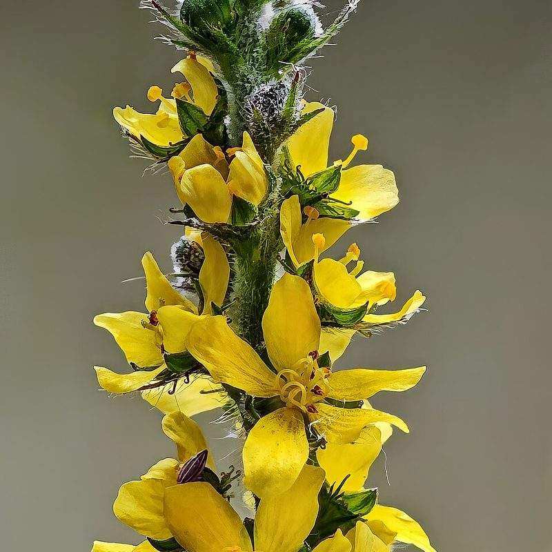 Aigremoine eupatoire (Agrimonia eupatoria)