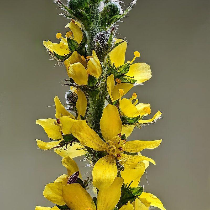 Aigremoine eupatoire