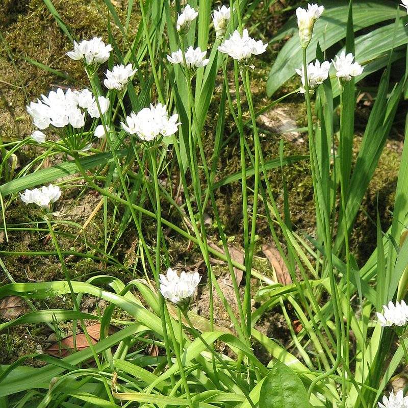 Ail de Naples (Allium neapolitanum)