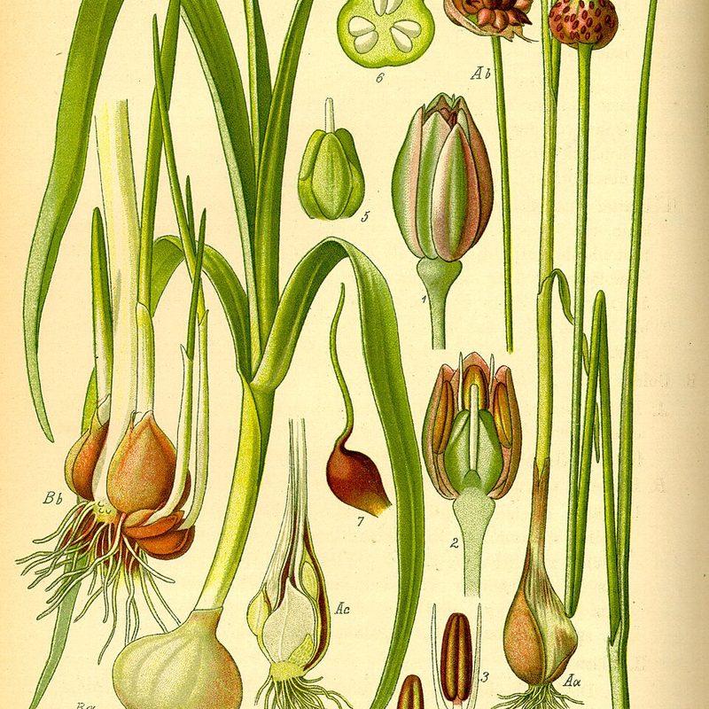 Ail rocambole