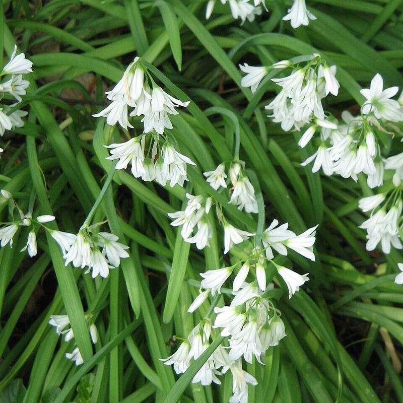 Ail triquètre (Allium triquetrum)
