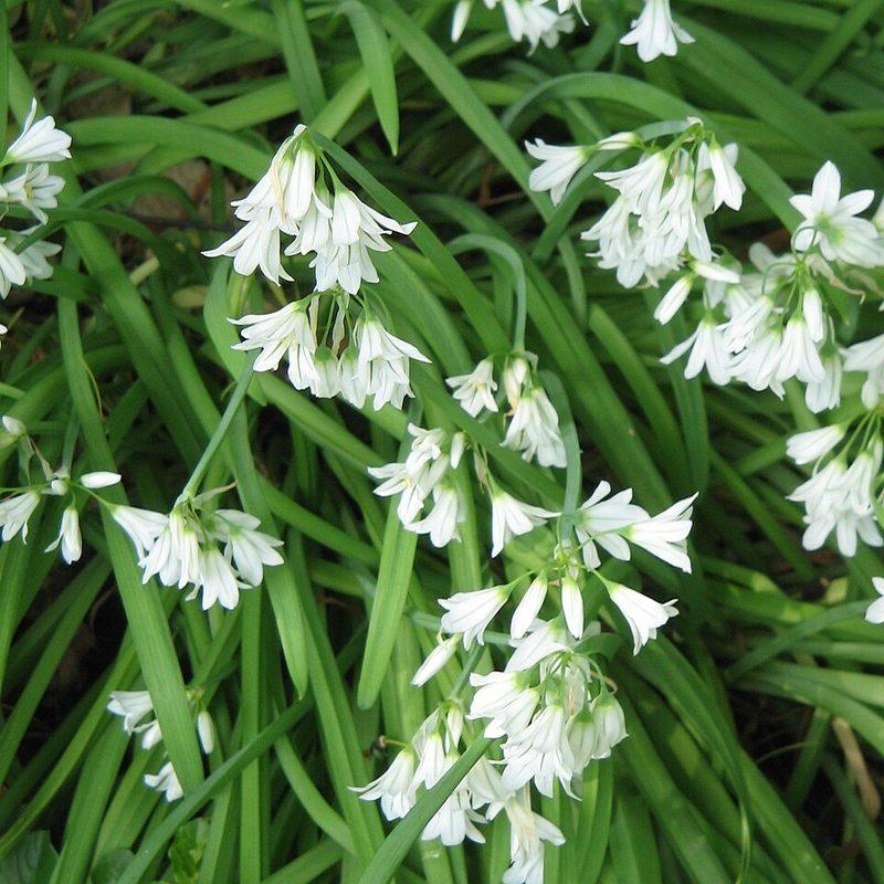 Ail triquètre