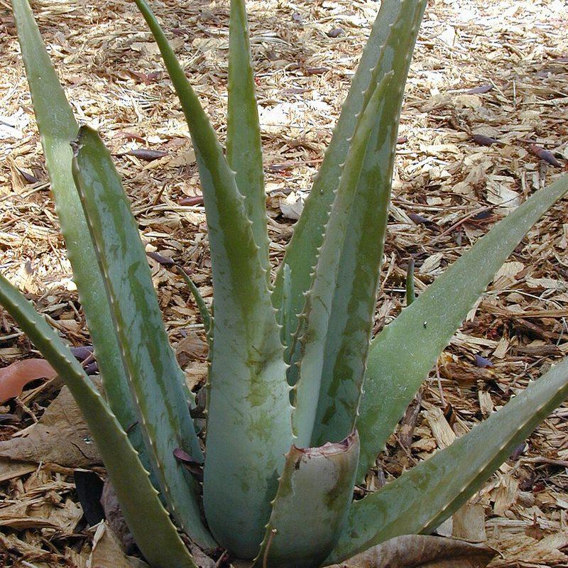 Aloe vera