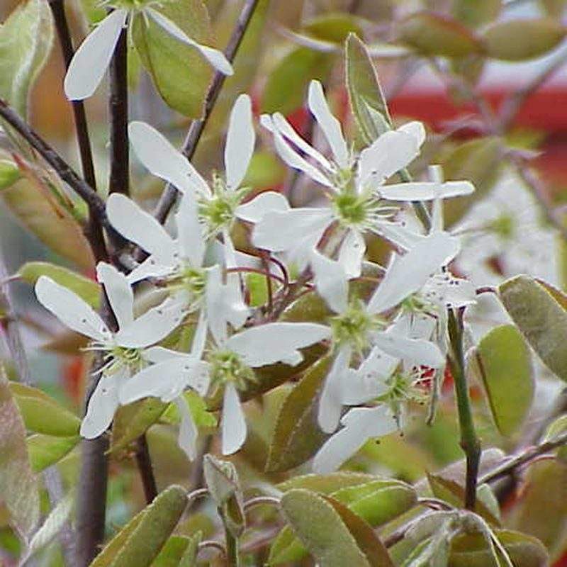 Amélanchier (Amelanchier)
