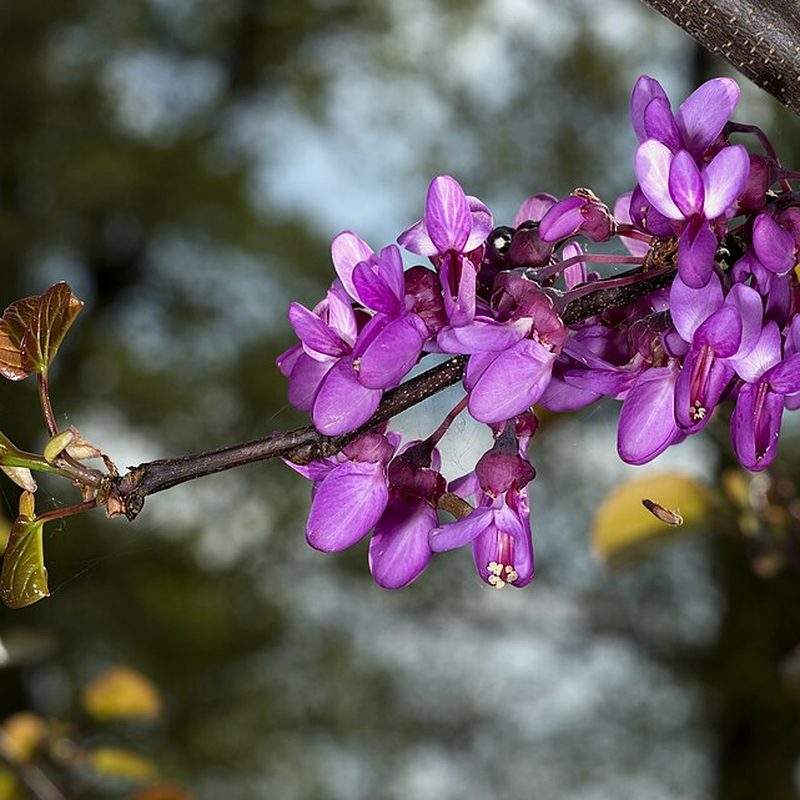Arbre de Judée (Cercis siliquastrum)