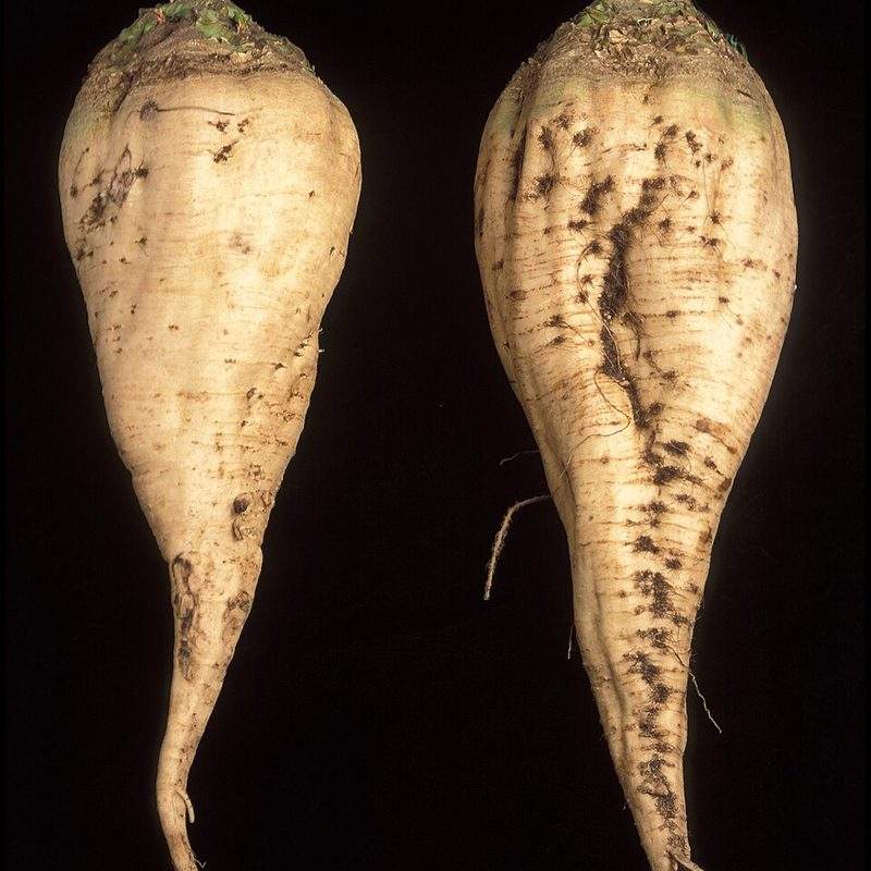 Betterave sucrière (Beta vulgaris subsp. vulgaris var. altissima)