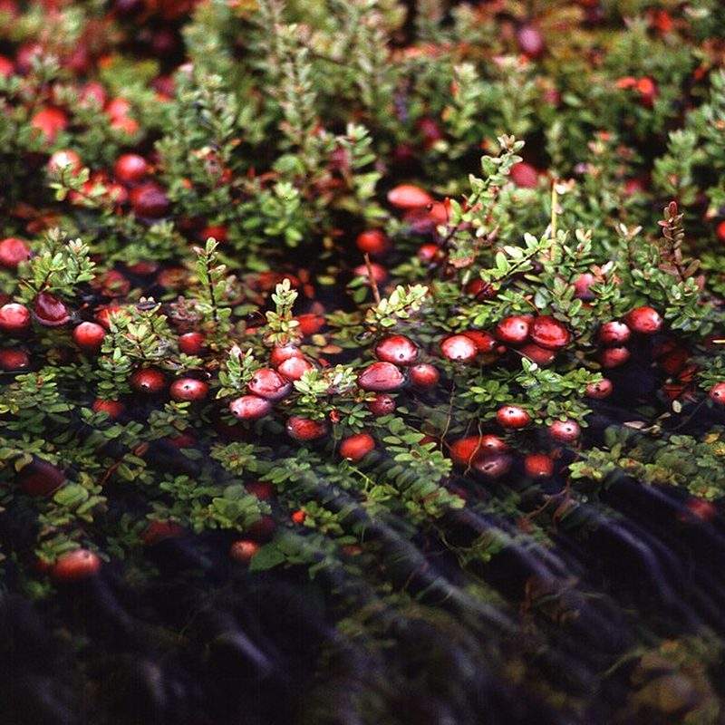 Canneberge (Vaccinium macrocarpon)