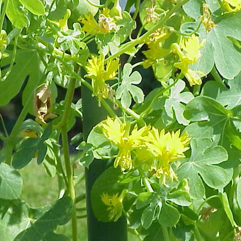Capucine des canaris (Tropaeolum peregrinum)