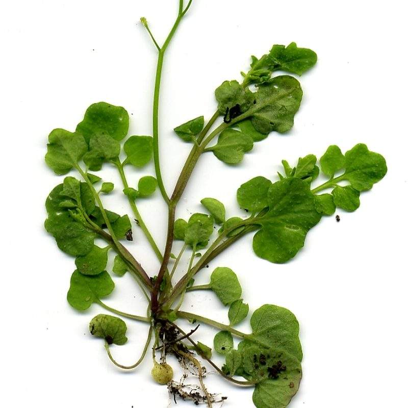 Cardamine hirsute (Cardamine hirsuta)