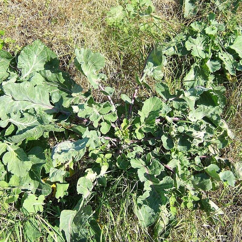 Chou d'ornement (Brassica oleracea var. acephala)