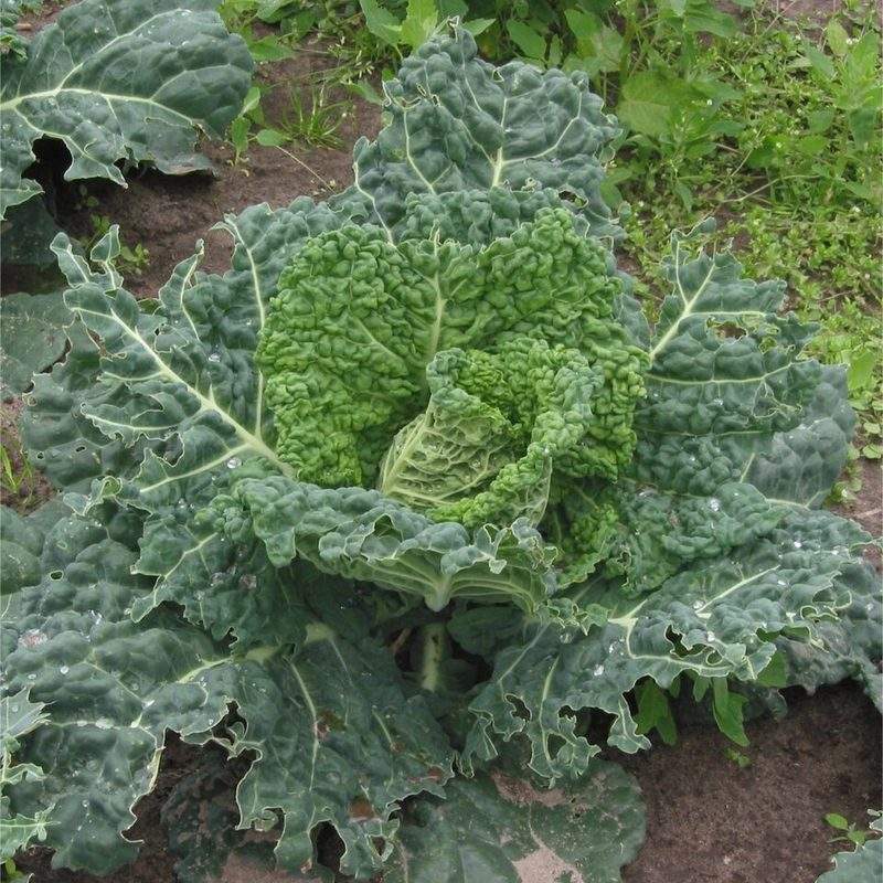 Chou de Milan (Brassica oleracea var. sabauda)