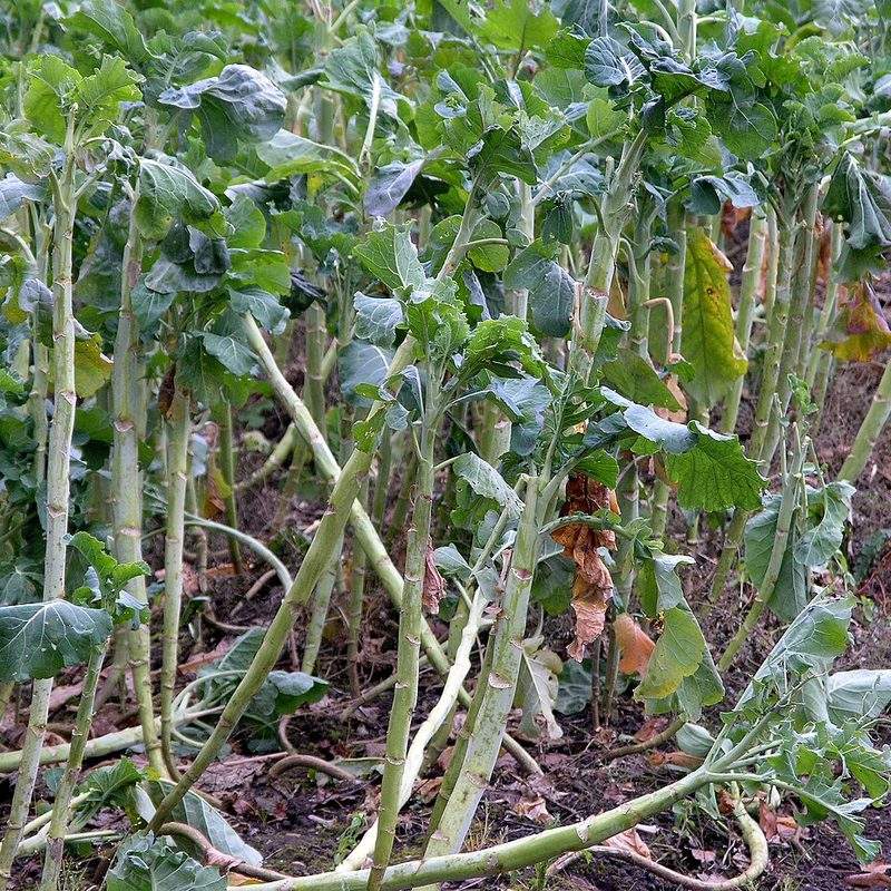 Chou moellier (Brassica oleracea var. medullosa)
