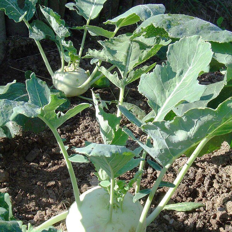 Chou-rave (Brassica oleracea var. gongylodes)