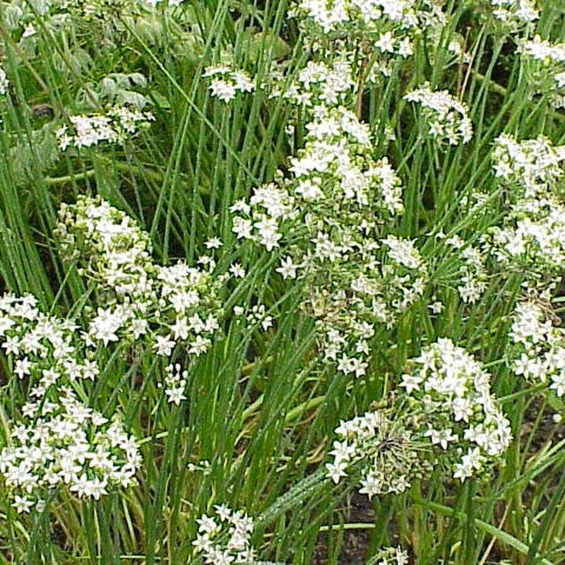 Ciboule de Chine (Allium tuberosum)