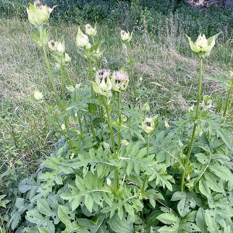 Cirse maraîcher (Cirsium oleraceum)