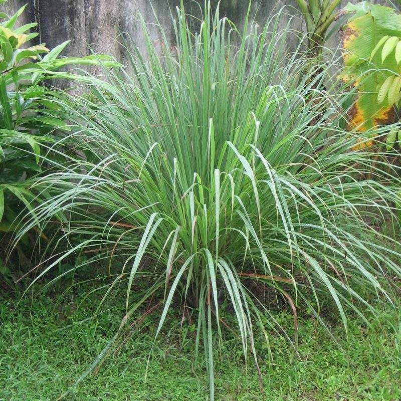 Citronnelle (Cymbopogon citratus)