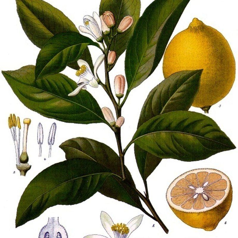 Citronnier (Citrus × limon)