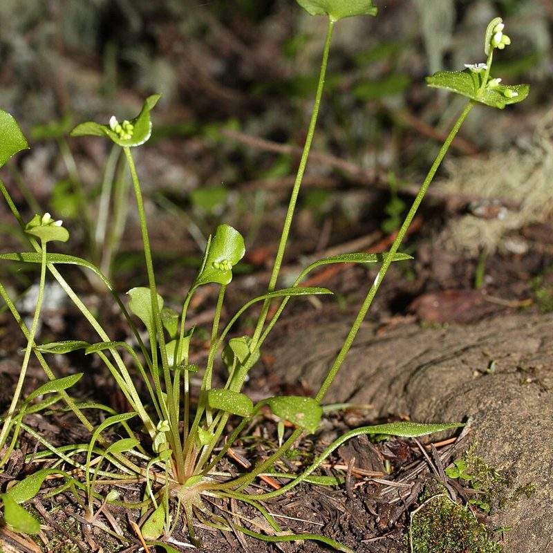 Claytone de Cuba (Claytonia perfoliata)