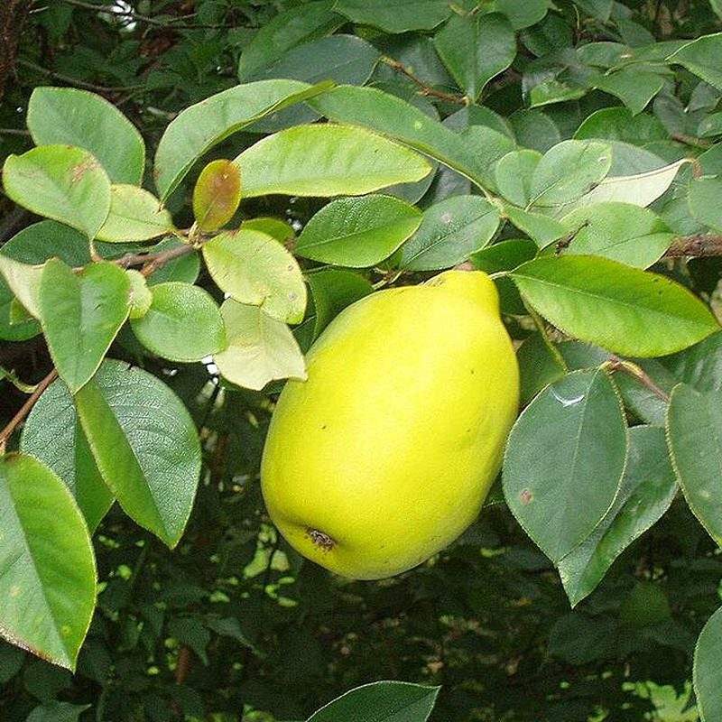 Cognassier de Chine (Pseudocydonia sinensis)
