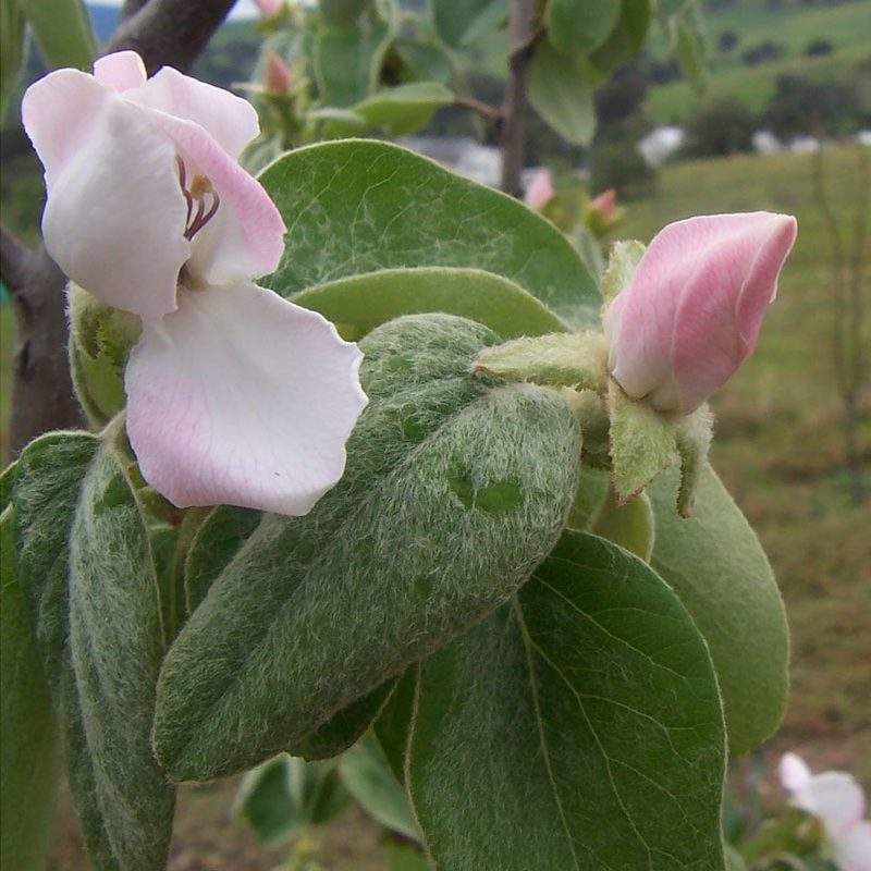 Cognassier (Cydonia oblonga)