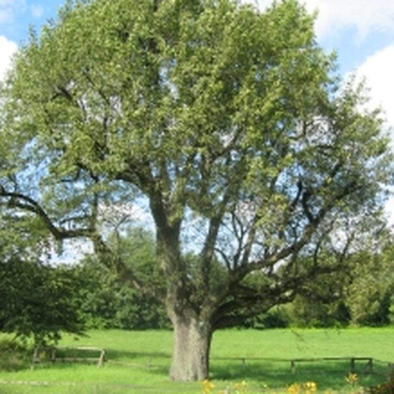 Cormier (Sorbus domestica)