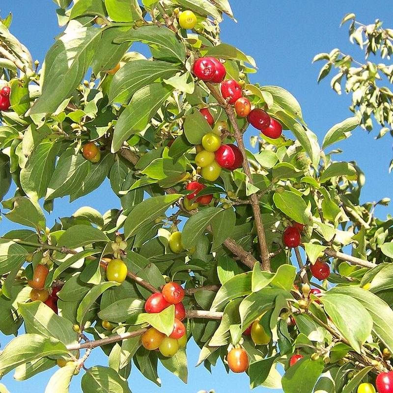 Cornouiller mâle (Cornus mas)