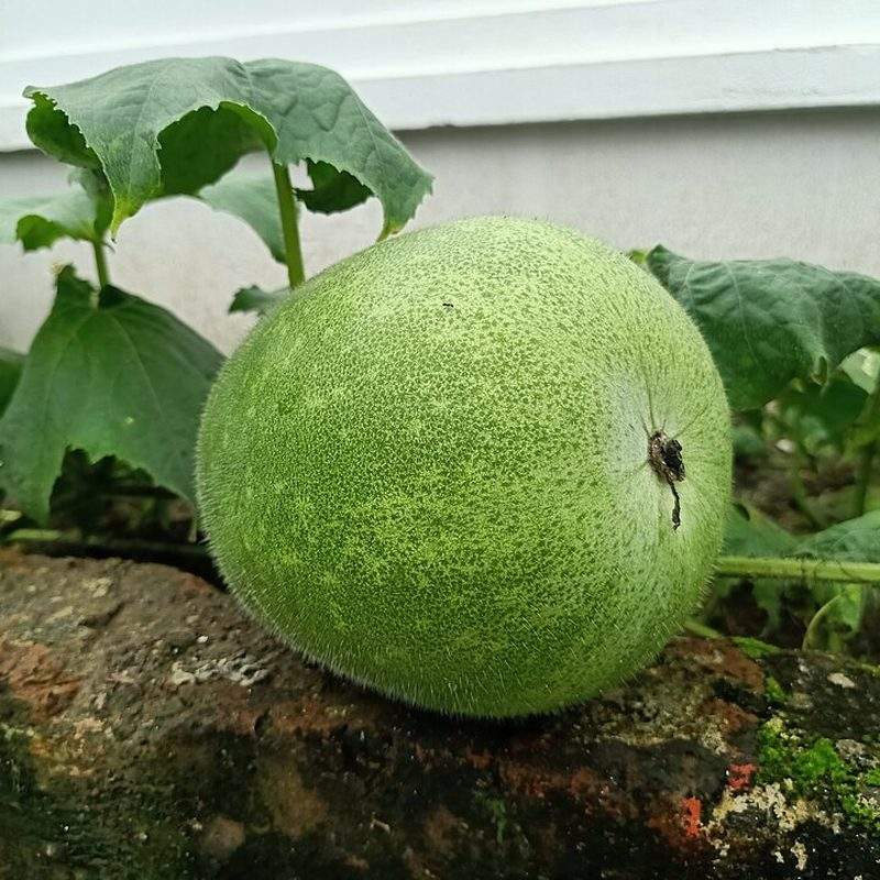 Courge cireuse (Benincasa hispida)