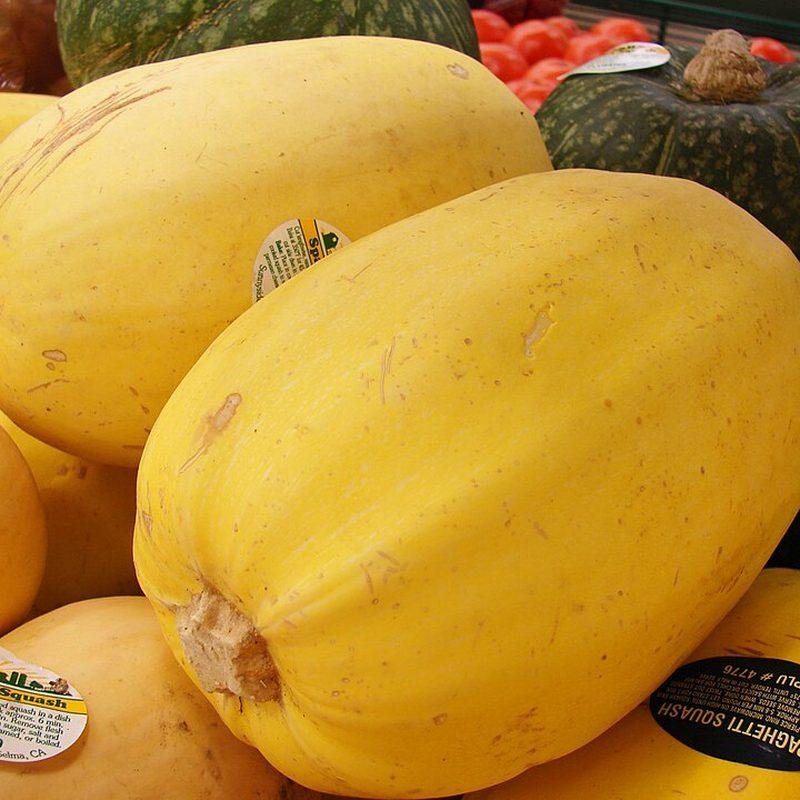 Courge spaghetti (Cucurbita pepo)